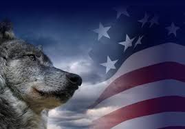 wolf1.jpg