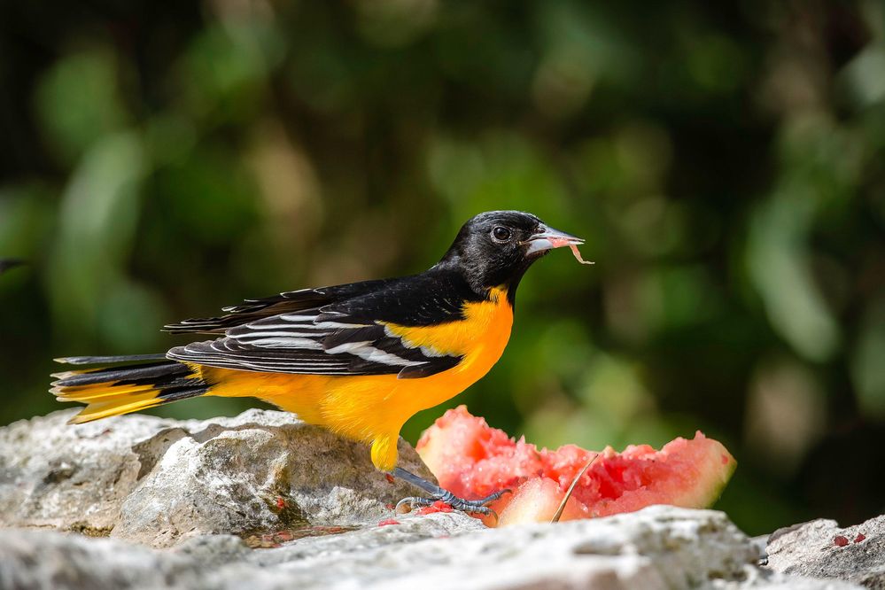 web_a1_3898_4_baltimore-oriole_lorraine_minns_kk-adult-male.jpg