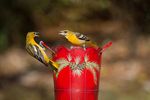 web_baltimore_oriole_2_kk_glenda_simmons-immatures.jpg