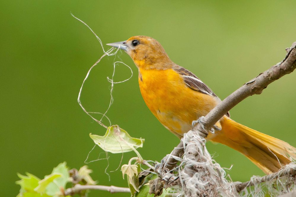 web_apa_2012_24472_190792_markboyd_baltimore_oriole_kk-adult-female.jpg