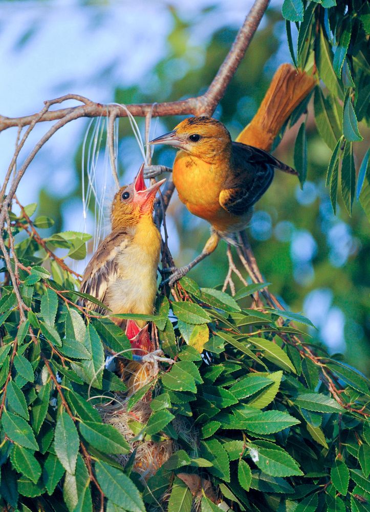 web_apa_2015_robertbunch_279427_baltimore_oriole_kk-adult-female-and-nestling.jpg