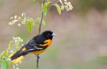 web_apa_2015_deborahbifulco_276655_baltimore_oriole_kk-adult-male.jpg