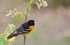 web_apa_2015_deborahbifulco_276655_baltimore_oriole_kk-adult-male.jpg