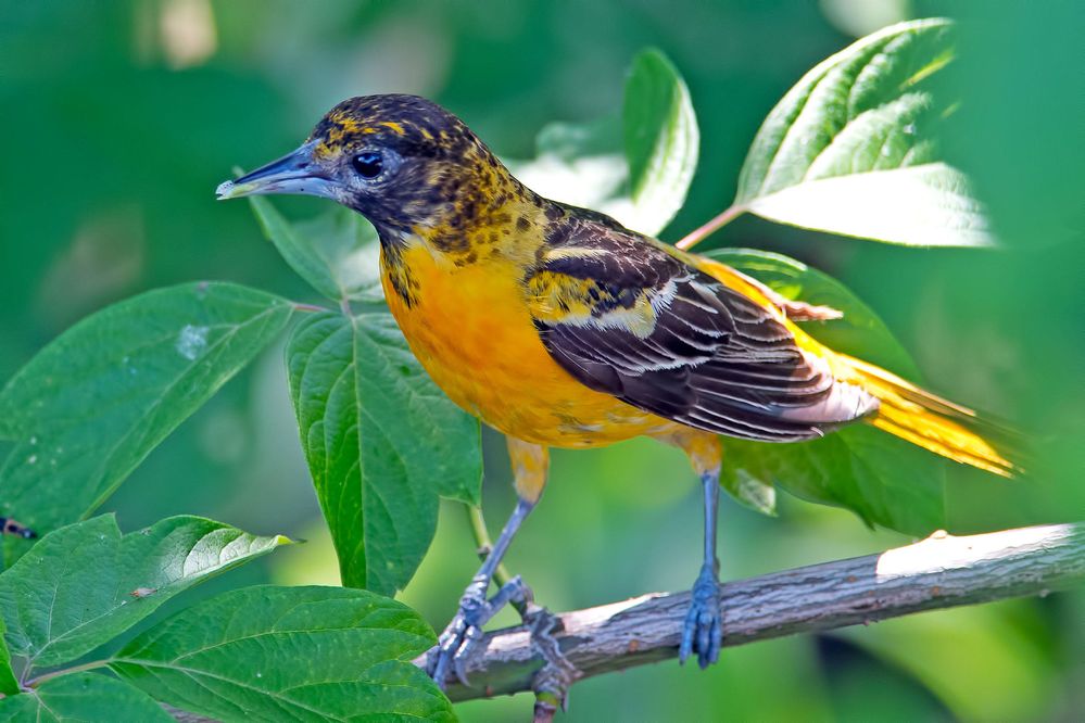 web_baltimore-oriole_05-29-2012-026-adult-female-or-immature-male.jpg