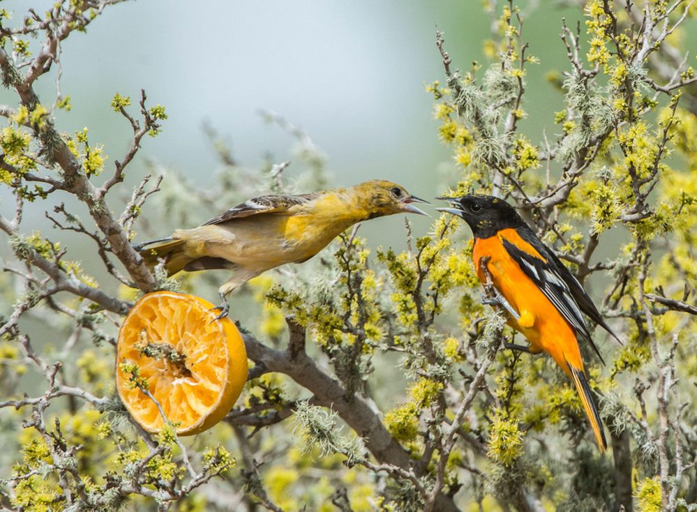 web_baltimoreoriole_28779_228246_joannewuori_baltimore_oriole_kk_apa_2013-adult-female-and-adult-male.jpg