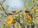 web_baltimoreoriole_28779_228246_joannewuori_baltimore_oriole_kk_apa_2013-adult-female-and-adult-male.jpg