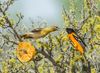 web_baltimoreoriole_28779_228246_joannewuori_baltimore_oriole_kk_apa_2013-adult-female-and-adult-male.jpg