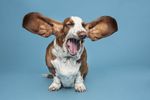 funny-basset_hound_yawning.jpg