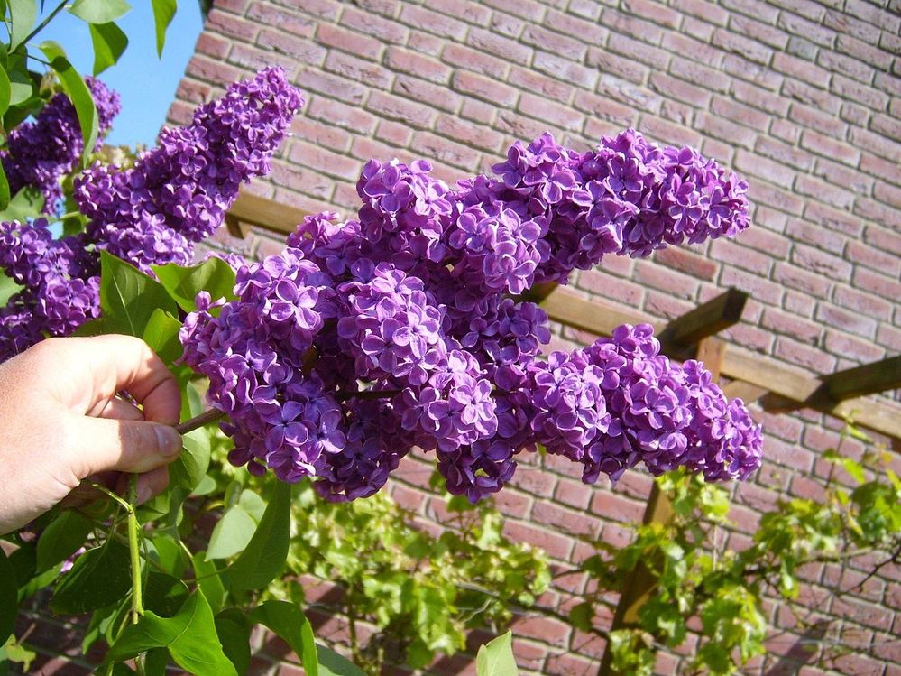 1280px-Lilac_Bush.jpg