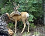 Bryce Cannon Beauty.jpg