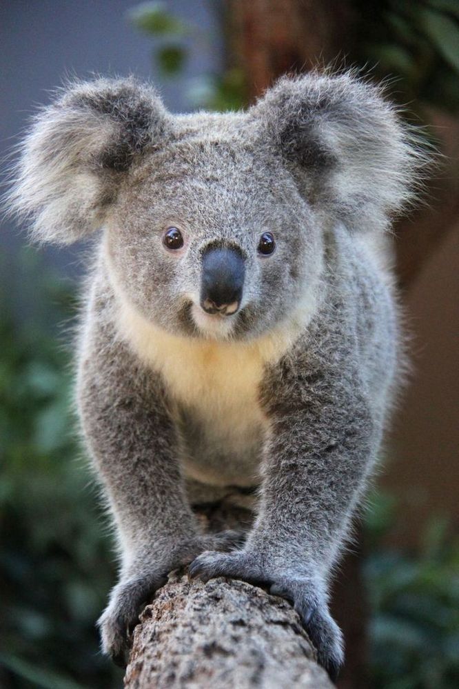 51a3ba77e2e16429a338dee6bdd52b2d--koala-bears-koalas.jpg