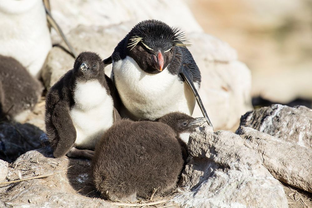 1280px-FAL-2016-New_Island,_Falkland_Islands-Rockhopper_penguin_(Eudyptes_chrysocome)_02.jpg