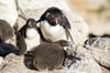 1280px-FAL-2016-New_Island,_Falkland_Islands-Rockhopper_penguin_(Eudyptes_chrysocome)_02.jpg