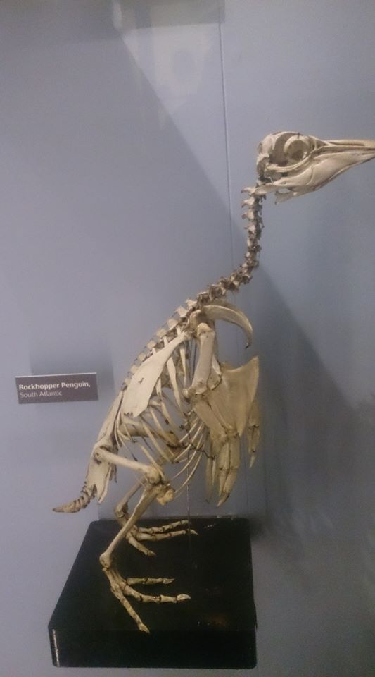 Rockhopper_penguin.jpg