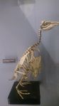 Rockhopper_penguin.jpg