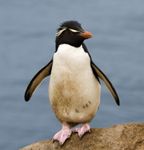 Gorfou_sauteur_-_Rockhopper_Penguin.jpg