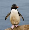 Gorfou_sauteur_-_Rockhopper_Penguin.jpg