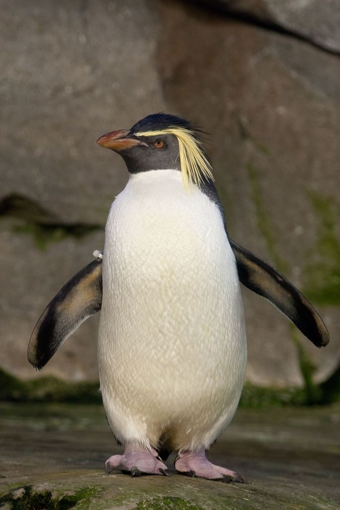 1280px-Eudyptes_moseleyi_-Zoologischer_Garten_Berlin,_Germany-8a.jpg