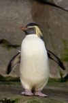1280px-Eudyptes_moseleyi_-Zoologischer_Garten_Berlin,_Germany-8a.jpg