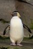1280px-Eudyptes_moseleyi_-Zoologischer_Garten_Berlin,_Germany-8a.jpg