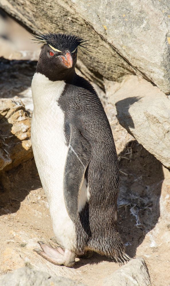 1141px-FAL-2016-New_Island,_Falkland_Islands-Rockhopper_penguin_(Eudyptes_chrysocome)_05.jpg