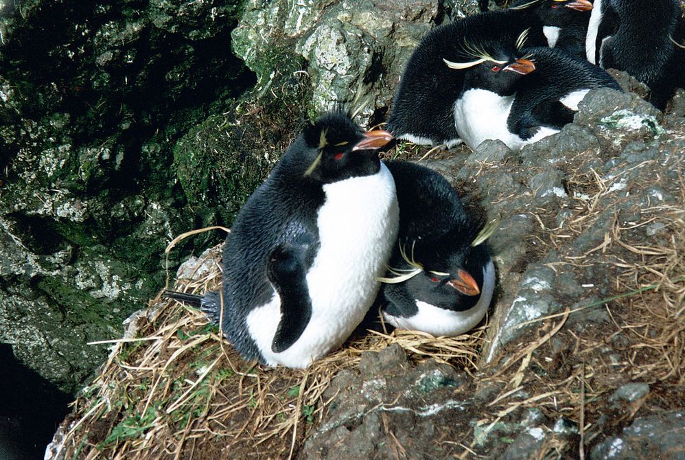 1280px-MacquarieIslandRockhoppers.jpeg