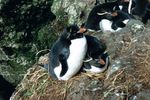 1280px-MacquarieIslandRockhoppers.jpeg