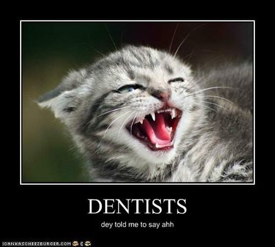 dentists and cats.jpg
