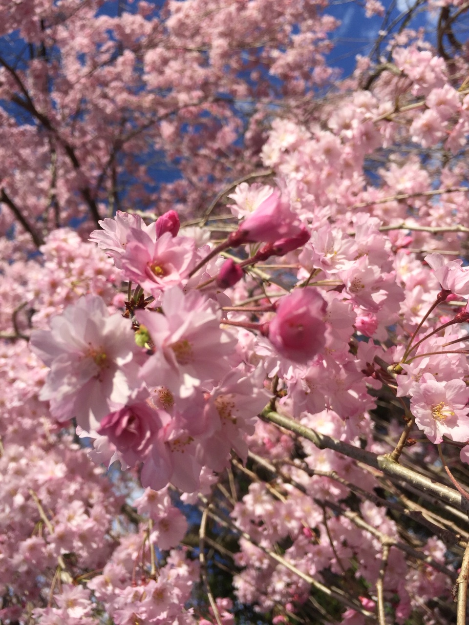 Re April showers bring May flowers AARP Online Community