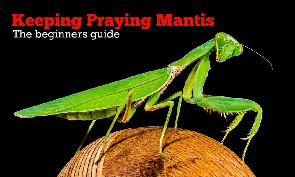 keeping-praying-mantis-as-pets-1024x617.jpg