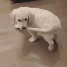 tenor (6).gif