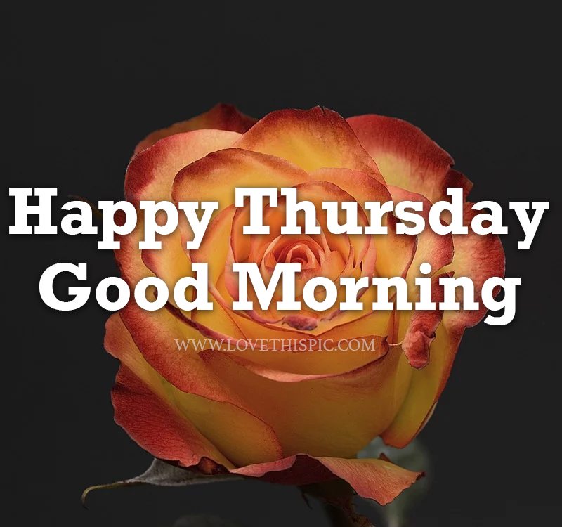 370928-Open-Rose-Happy-Thursday-Good-Morning.png
