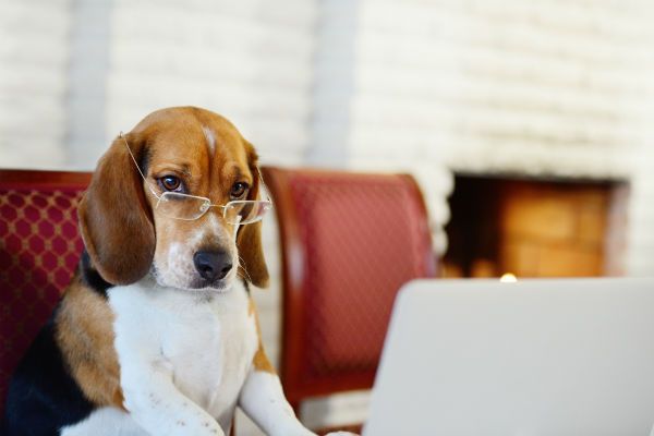 funny-beagle_working_from_home.jpg