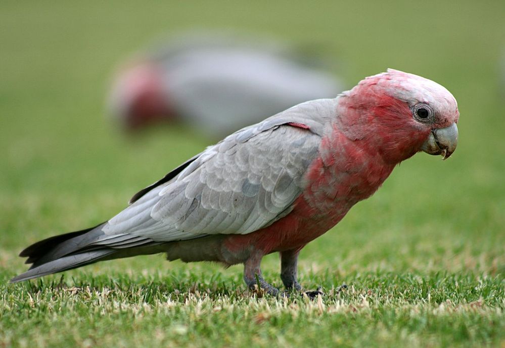 1280px-Eolophus_roseicapilla.jpg