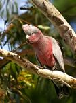 Eolophus_roseicapilla_-Wamboin,_NSW,_Australia_-juvenile-8.jpg