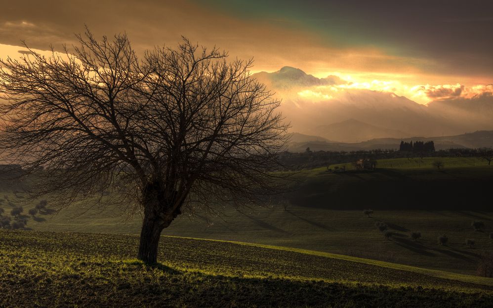 tree.jpg