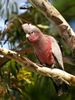 Eolophus_roseicapilla_-Wamboin,_NSW,_Australia_-juvenile-8.jpg