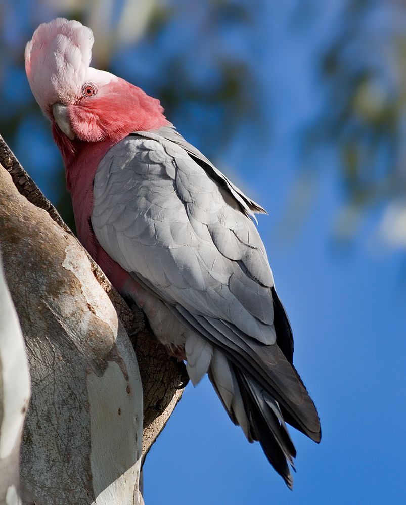 Female_Galah_Outside_Nest.jpg