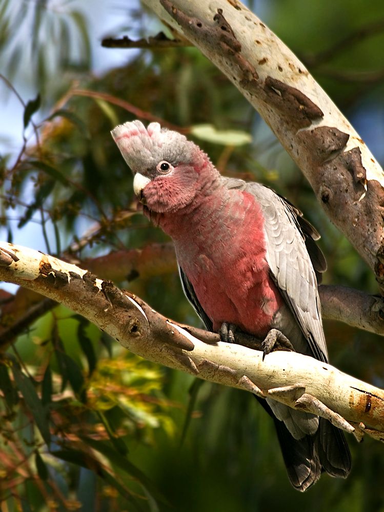 Eolophus_roseicapilla_-Wamboin,_NSW,_Australia_-juvenile-8.jpg