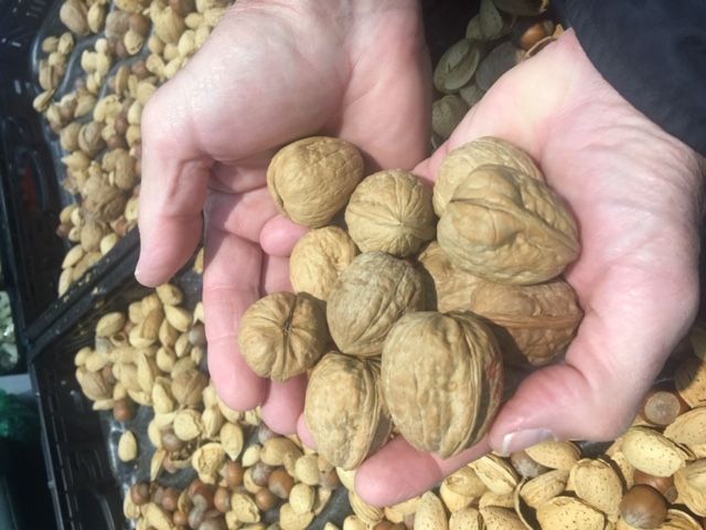 walnuts 7.JPG