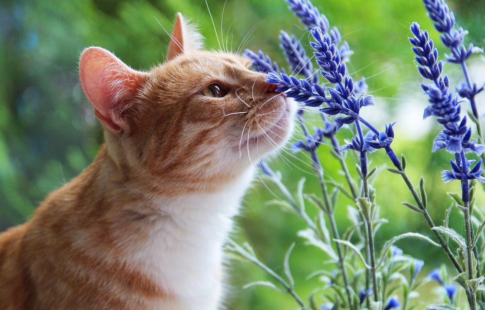Take time to stop and smell the flowers!