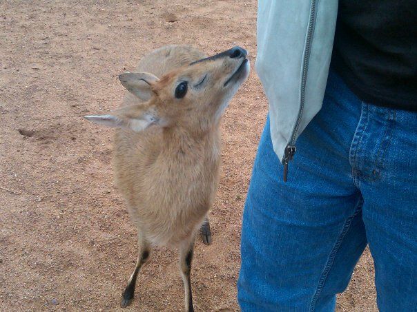 Campbell_Baby Springbok.jpg
