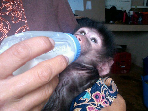 Campbell_Baby Baboon_Namibia.jpg