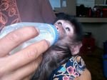 Campbell_Baby Baboon_Namibia.jpg