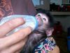 Campbell_Baby Baboon_Namibia.jpg