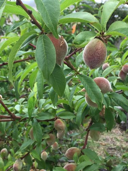 Backyard peaches