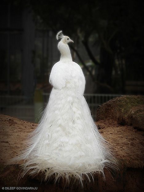 back-albino-peacock.jpg