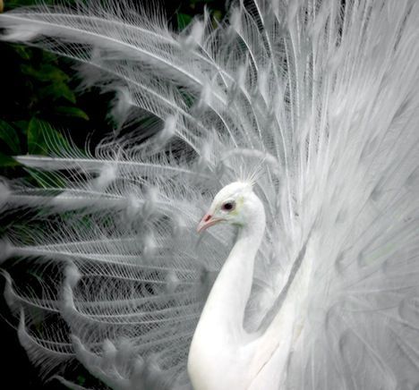 side-peacock.jpg