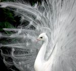 side-peacock.jpg