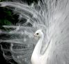 side-peacock.jpg